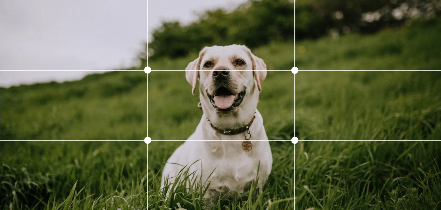 dog in the center of the image