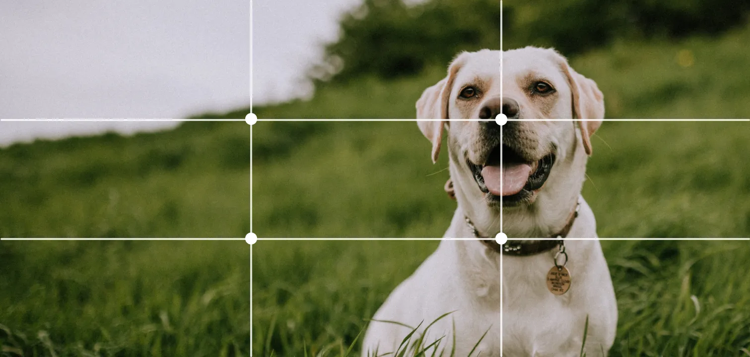 fix the image by aligning it with intersection points